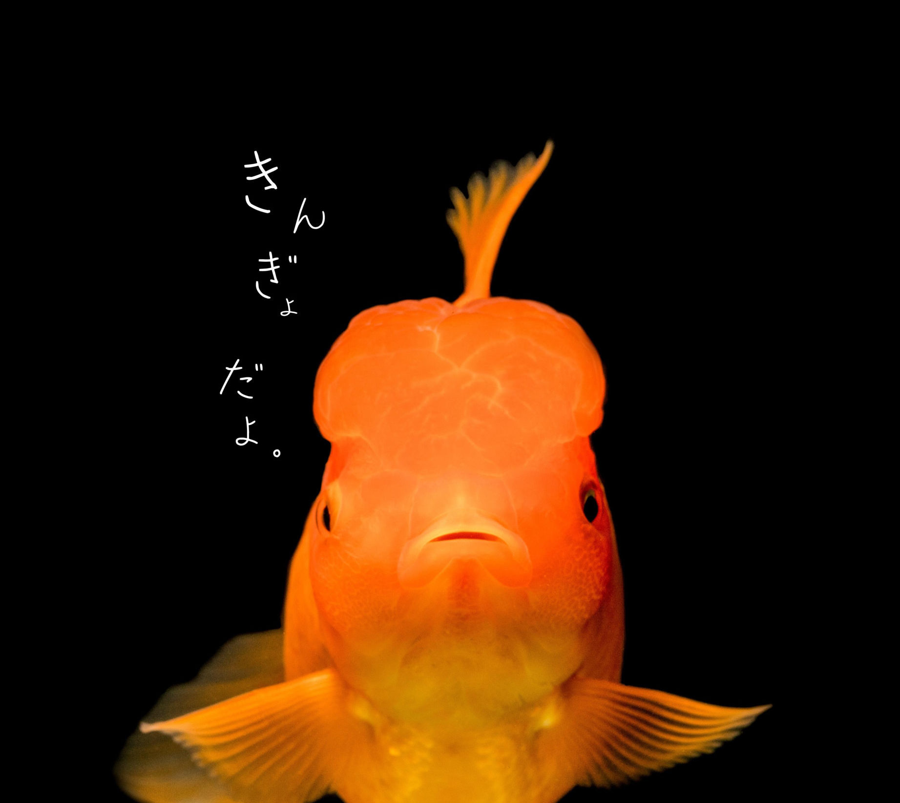 好きな金魚を上げる回 らんちゅう 株式会社cube 熊本 ホームページ制作